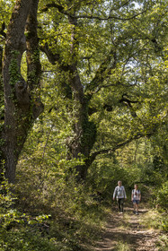 France, Var (83), Provence Verte, Bras, Académie du Bain de Forêt Provençale, forêt du domaine Le Peyrourier - une campagne en Provence