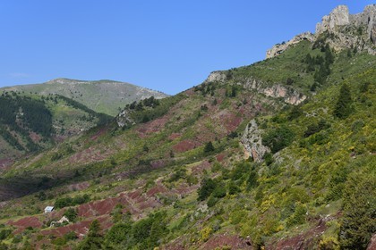 France, Alpes-Maritimes (06), Massif du Mercantour, site natura 2000, L'Ilion, sur les hauteurs des Gorges du Cians aux sols de pélite rouge