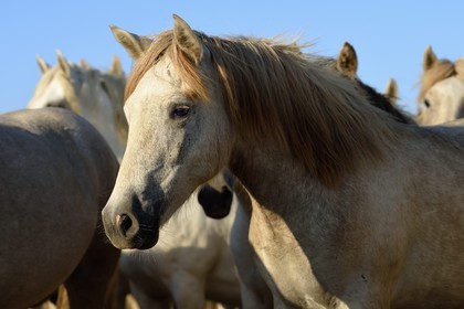 France, Bouches-du-Rhône (13), Parc naturel régional de Camargue, vers l'étang de Malagroy, manade Jacques Mailhan, chevaux de Camargue dans la sansouire
