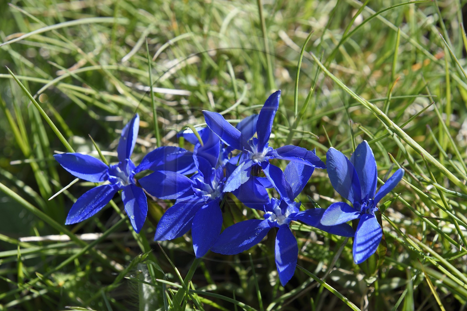 France, Alpes-Maritimes (06), parc national du Mercantour, Haute-Vésubie, vallon de la Gordolasque, gentiane printanière (Gentiana verna)
