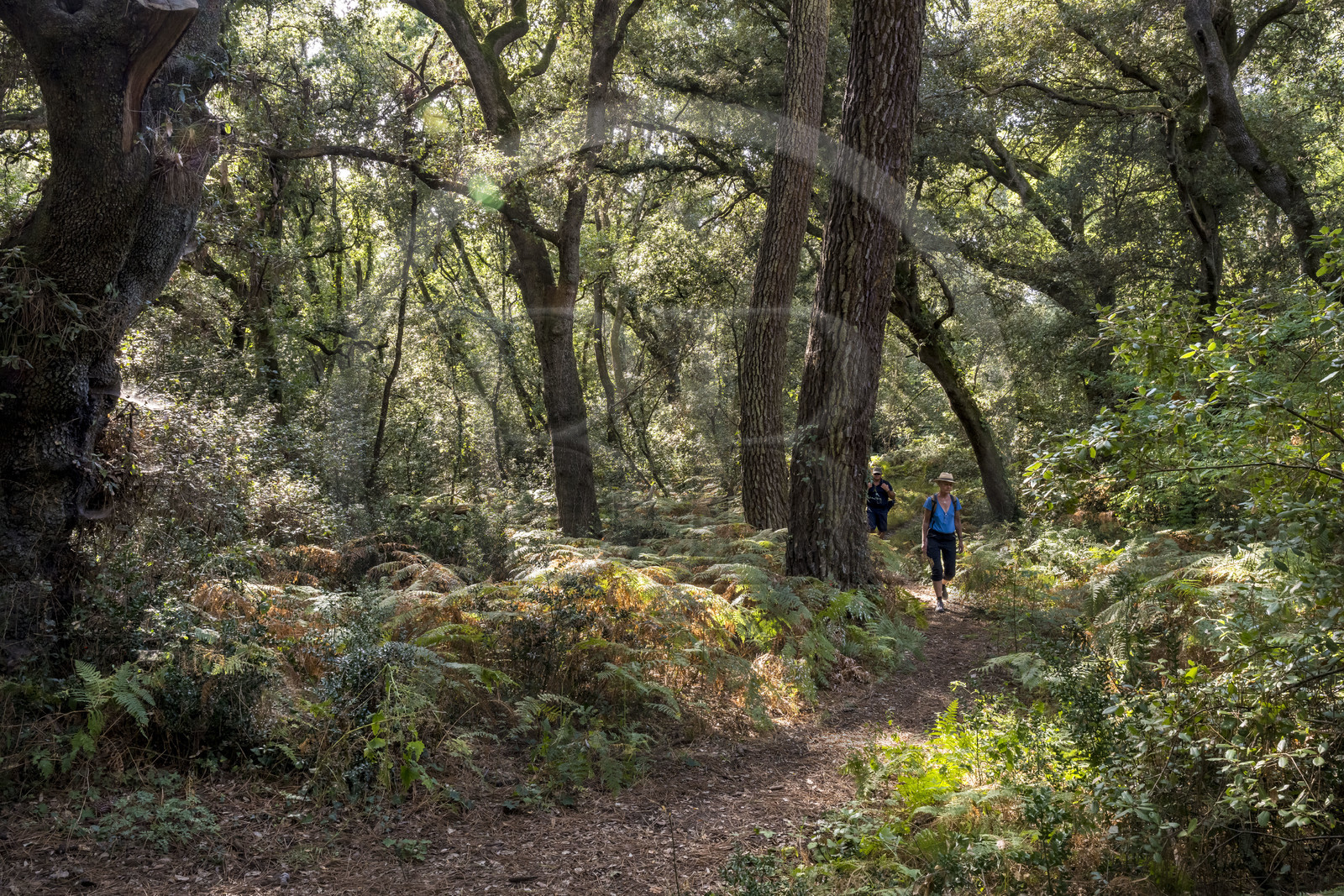 France, Vendée (85), Talmont-Saint-Hilaire, forêt de chêne vert du bois du Veillon dans l'arrière pays de la Pointe du Payré