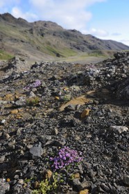 Islande, Région de Reykjavik, vallée de Krisuvik, le lac Kleifarvatn, fleurs de thym sauvage