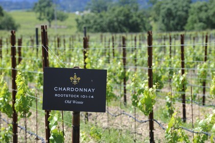 United States, California, Russian Valley River, De Loach Vineyard, Chardonnay