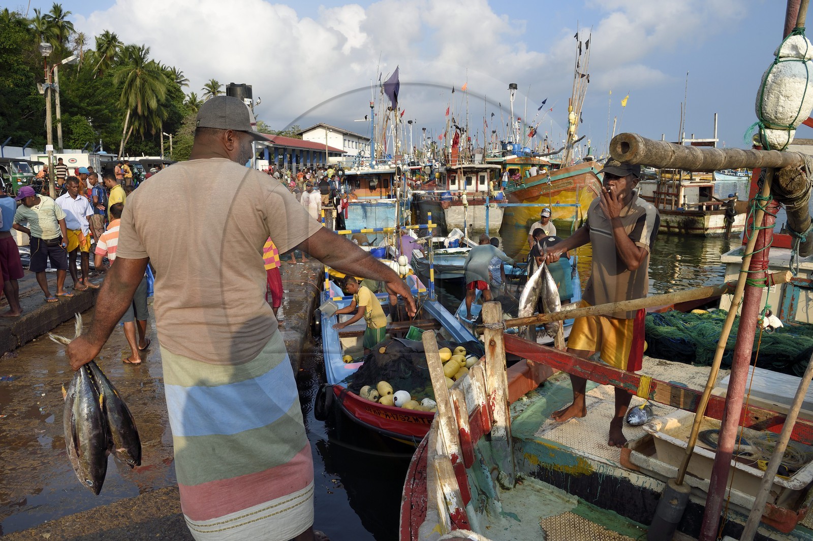 Sri Lanka, Province du Sud, Matara (district), Weligama, port de pêche de Mirissa, débarquement du poisson à l'aube