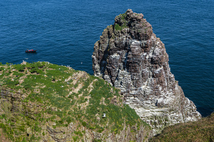 France, Ille-et-Vilaine (35), Côte d'Emeraude, Plévenon, le Cap Fréhel classé Natura 2000, rocher en grès de la Fauconnière où cohabitent des milliers d'oiseaux