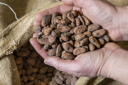 France, Vendée (85), Notre-Dame-de-Monts, Bean to bar chocolat 20°Nord 20°Sud, poignée de fèves de cacao