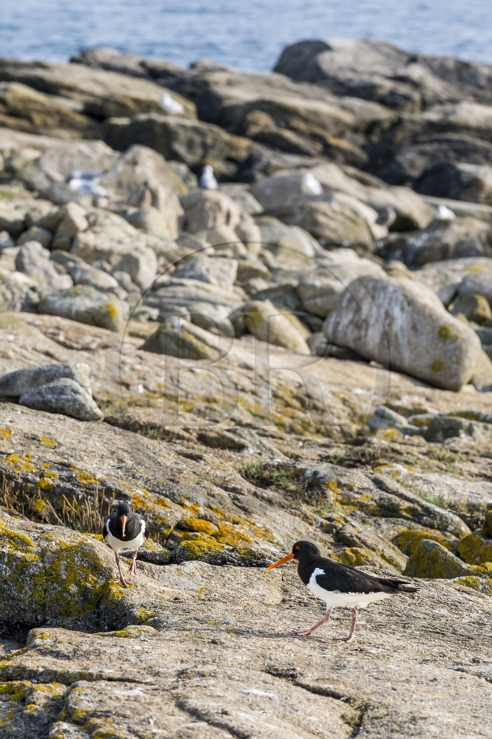 France, Finistère (29), Pays des Abers, Ile Vierge dans l'archipel de Lilia, huitrier pie (Haematopus ostralegus)