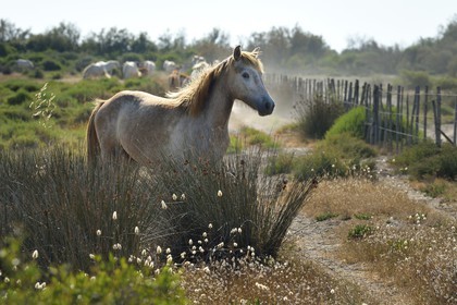 France, Bouches du Rhone, Parc naturel regional de Camargue (Regional Natural Park of Camargue), around Malagroy pond, manade Jacques Mailhan, Camargue horse