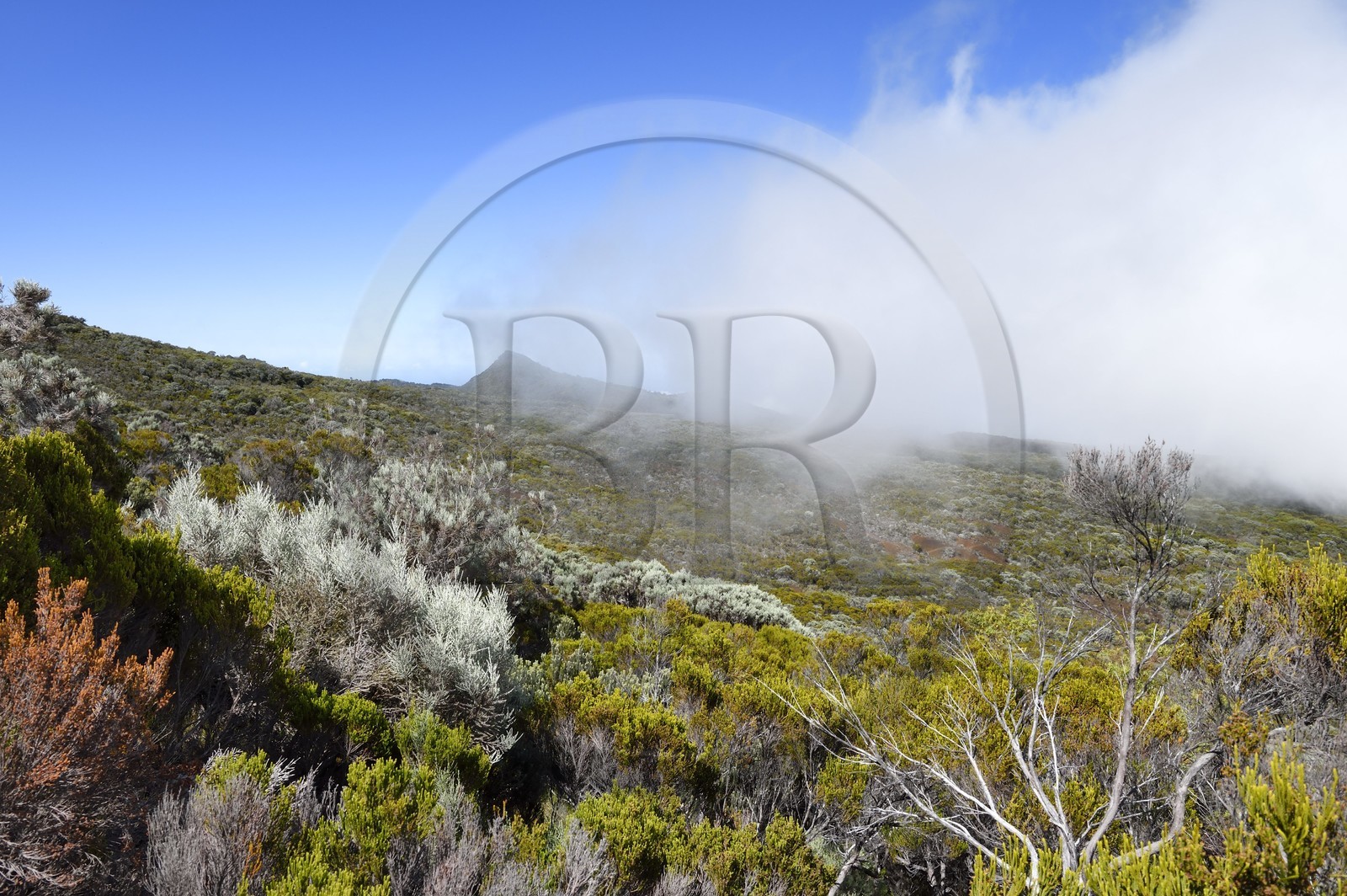 France, Ile de la Reunion, Parc National de la Réunion classé Patrimoine Mondial de l'UNESCO, sur les pentes du volcan de Piton de la Fournaise, randonnée du sentier entre le Piton Textor au Piton Argamasse