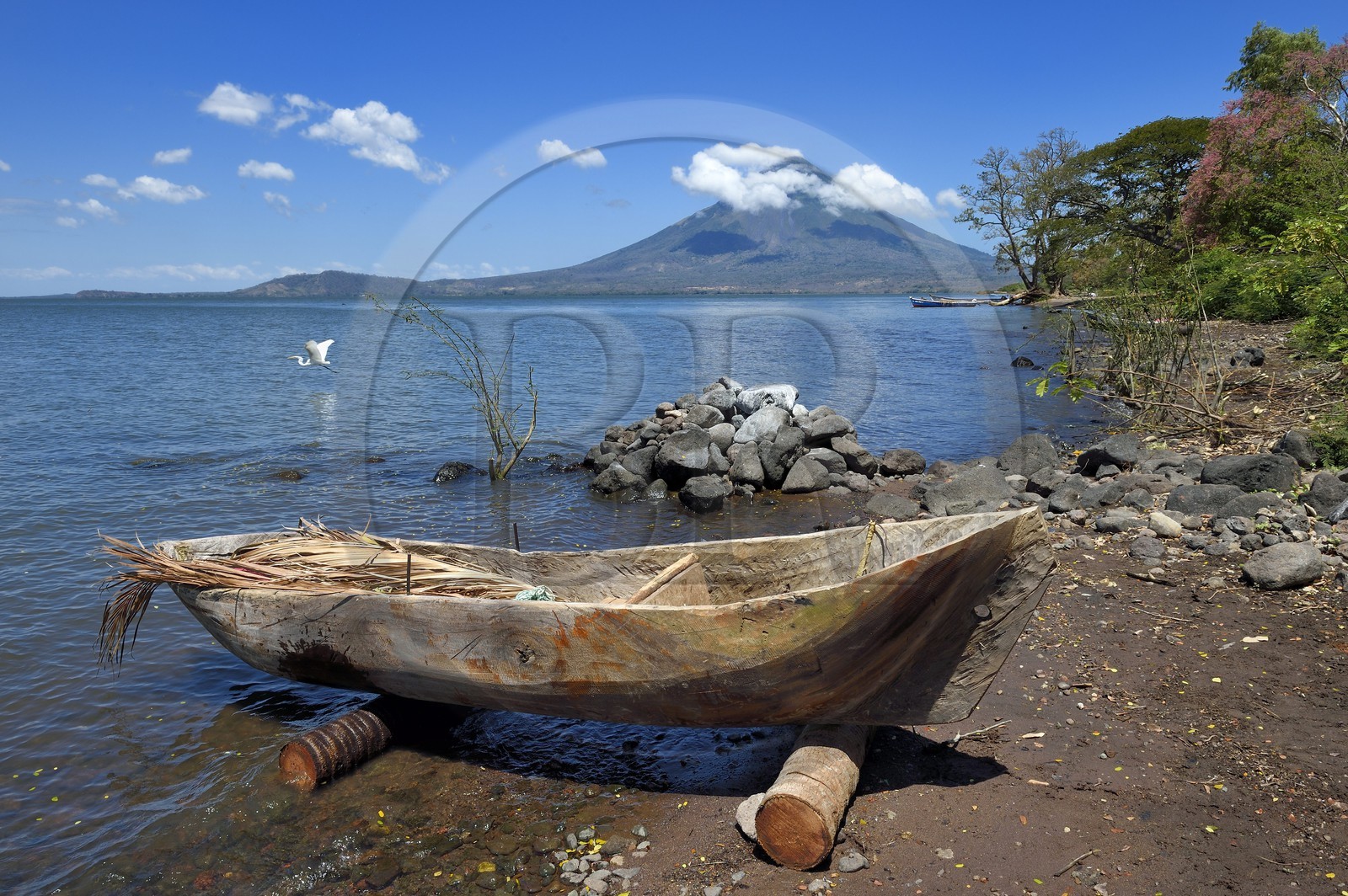 Nicaragua, Ile d'Ometepe sur le lac Nicaragua, village de Merida, aigrette prenant son envol au dessus d'une pirogue taillée dans la masse et le volcan Conception (1610 m) en arrière plan