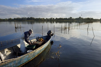 France, Haute Corse, the pond of Biguglia (Stagnu di Chiurlinu), nature reserve of Corsica (RNC), fisherman in between nets set on alder stakes, the fisherman throws small eels to water