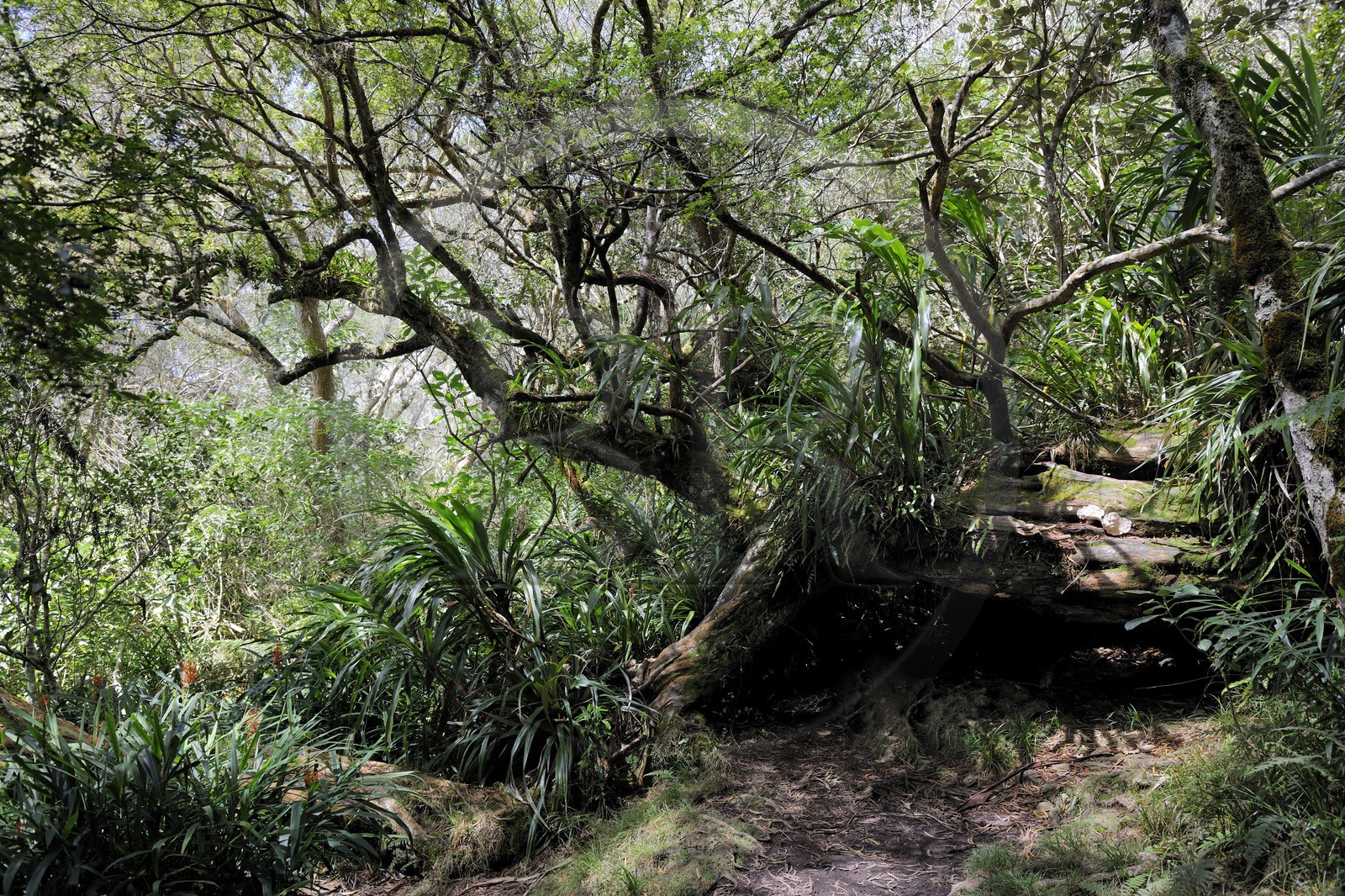 France, île de la Réunion, forêt de Bélouve