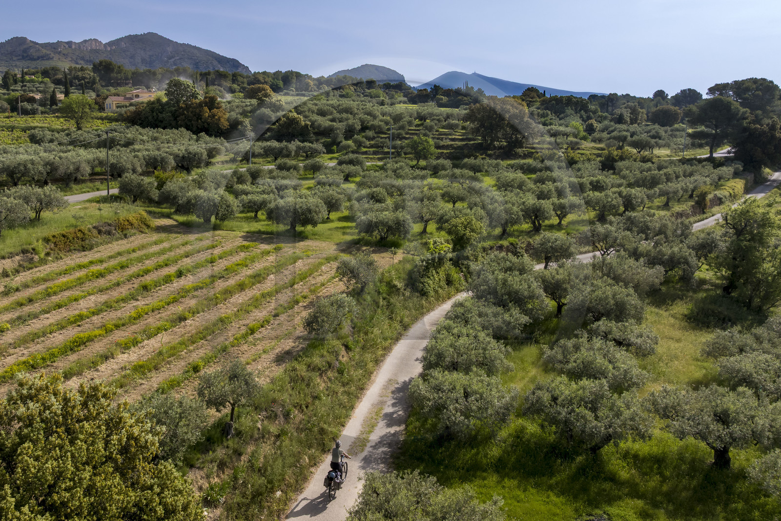 France, Vaucluse, Dentelles de Montmirail mountains, Beaumes de Venise, electric bike ride between vineyards and olive trees on small roads (aerial view)