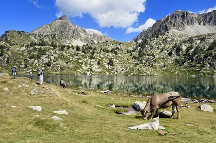 France, Hautes Pyrenees, Saint Lary Soulan and Vielle-Aure, hike on a variant of the GR10 between the Portet pass and the Bastan lakes on the edge of the Neouvielle nature reserve, herd of cows in the summer mountain pasture at the upper Bastan lake and the Pic de Bastan in the background