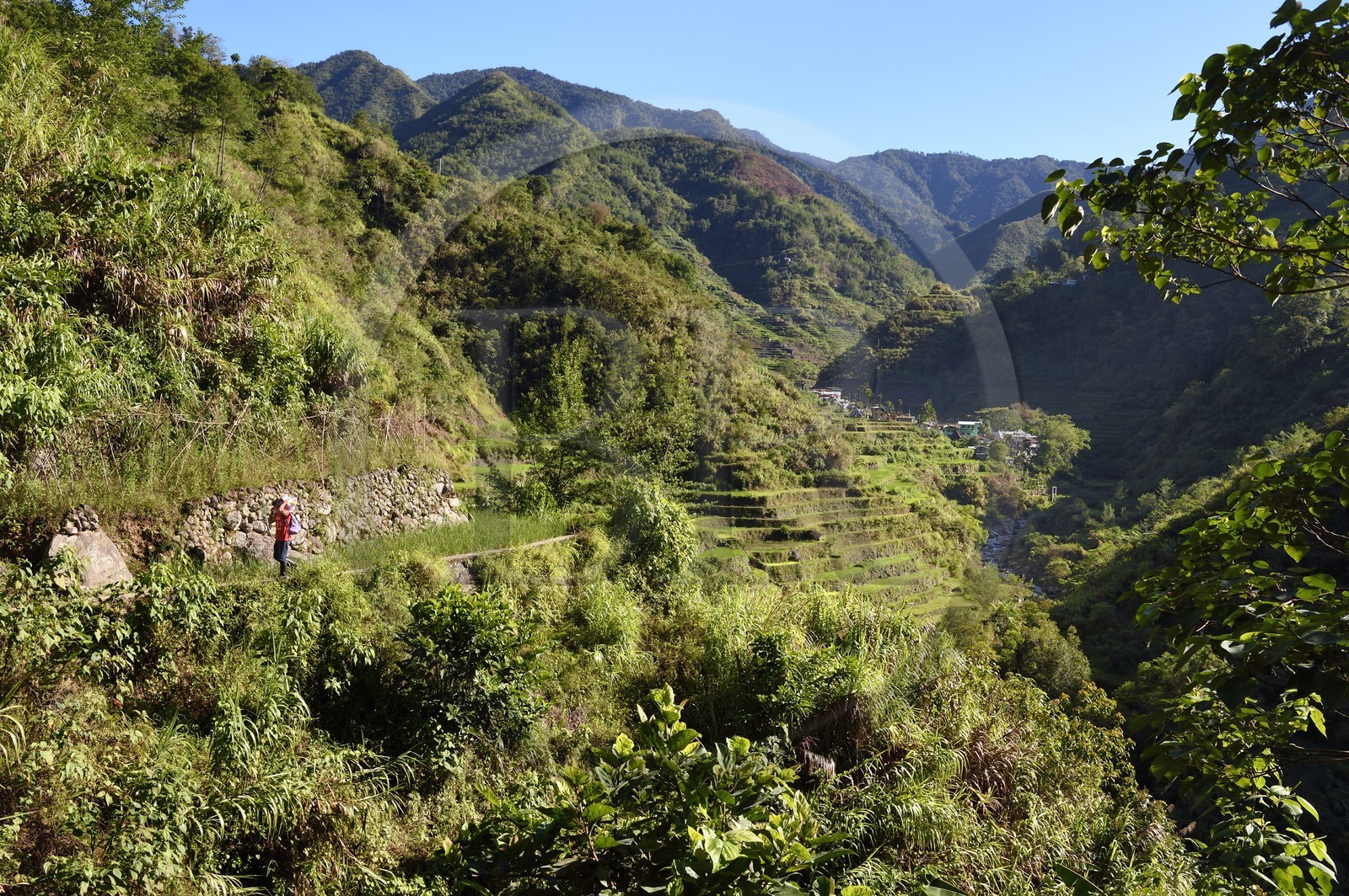 Philippines, province d'Ifugao, les rizières en terrasses de Banaue autour du village de Cambulo, classées Patrimoine Mondial de l'UNESCO