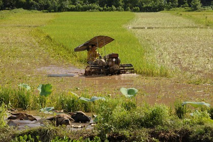 Vietnam, province de Ninh Binh, moisson du riz mécanisée et buffles