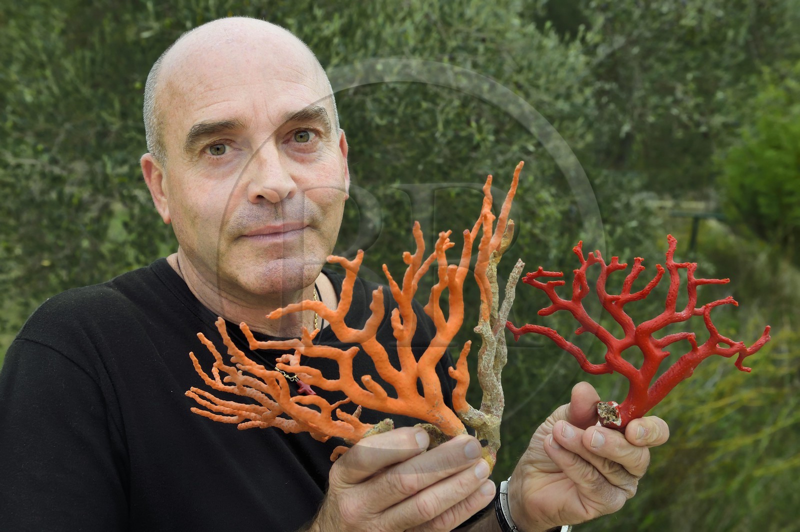 France, Corse du Sud, Bonifacio, Upper Town, Mediterranean red coral, the coral fisherman Jean-Philippe Giordano