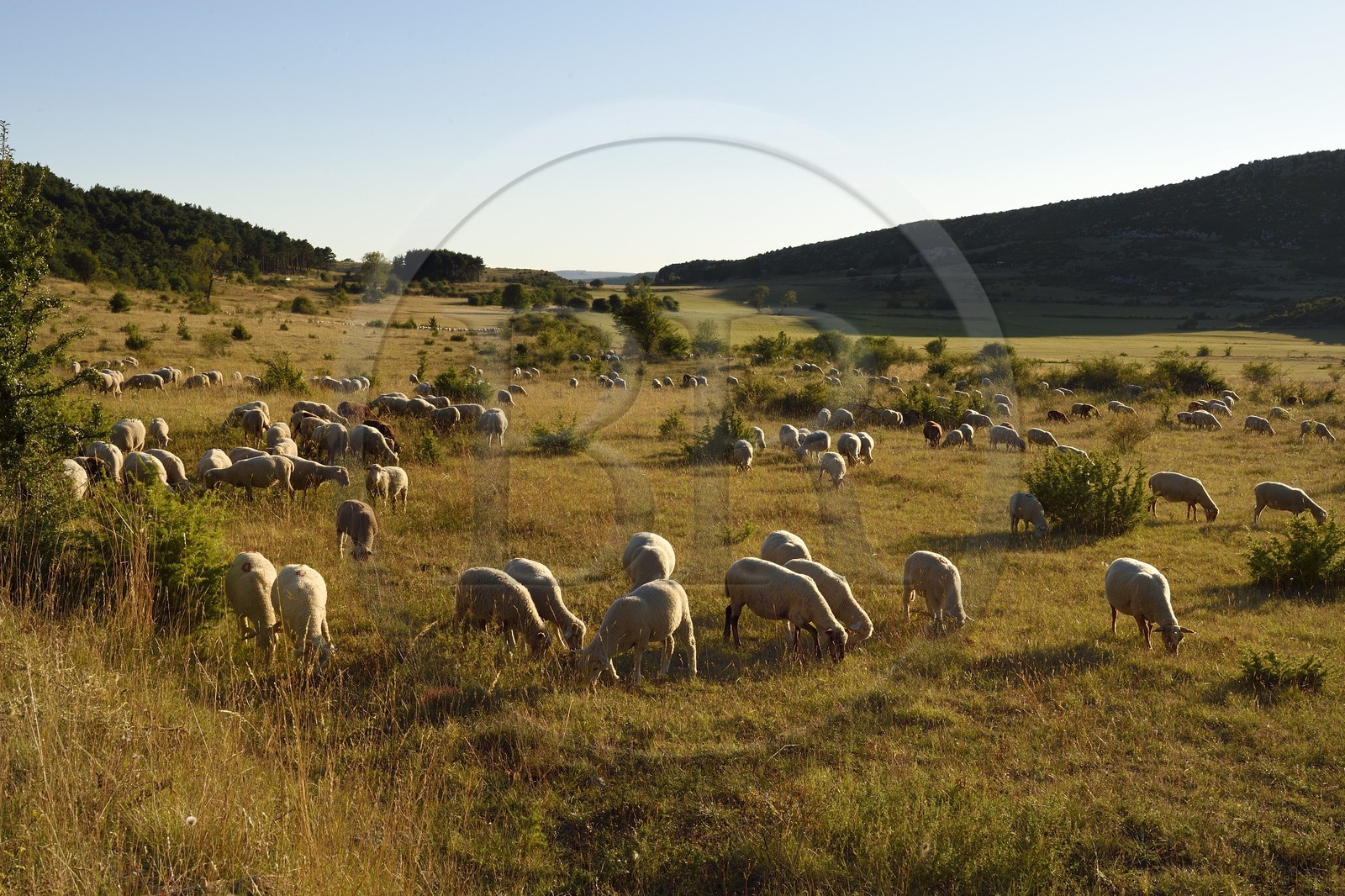 France, Var (83), Parc Naturel Régional du Verdon, région de Trigance, moutons au paturage