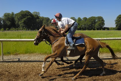 Republic of Ireland, County Kildare, Maynooth, Moyglare Stud, horse training