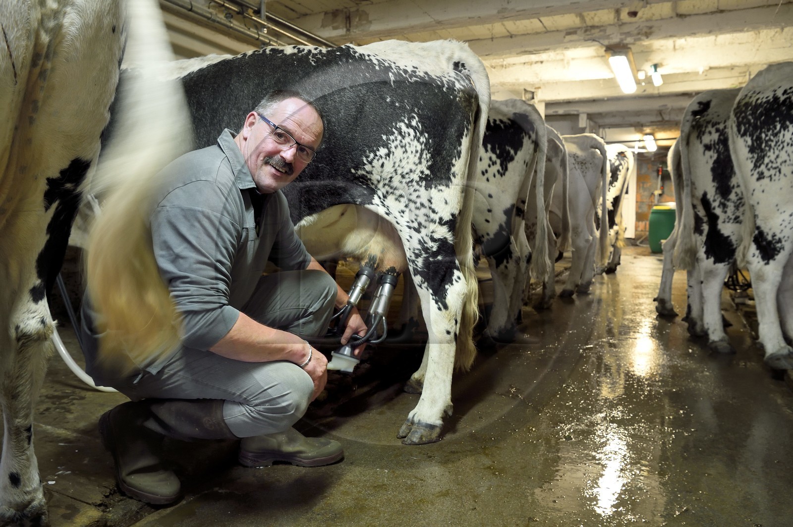 France, Haut Rhin, Kruth, ferme auberge marcaire du Schafert (farmhouse inn Schafert), Serge Sifferlen milking his Vosges cows