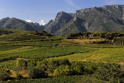 France, Hérault (34), vallée de l' Orb dans la region de Mons la Trivalle, vignoble AOC Saint-Chinian & Roquebrun