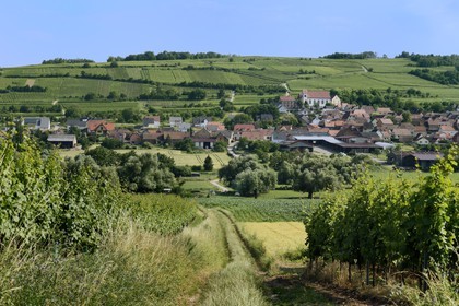 France, Bas Rhin, the Alsace Wine Route, Dangolsheim village surrounded by vineyards