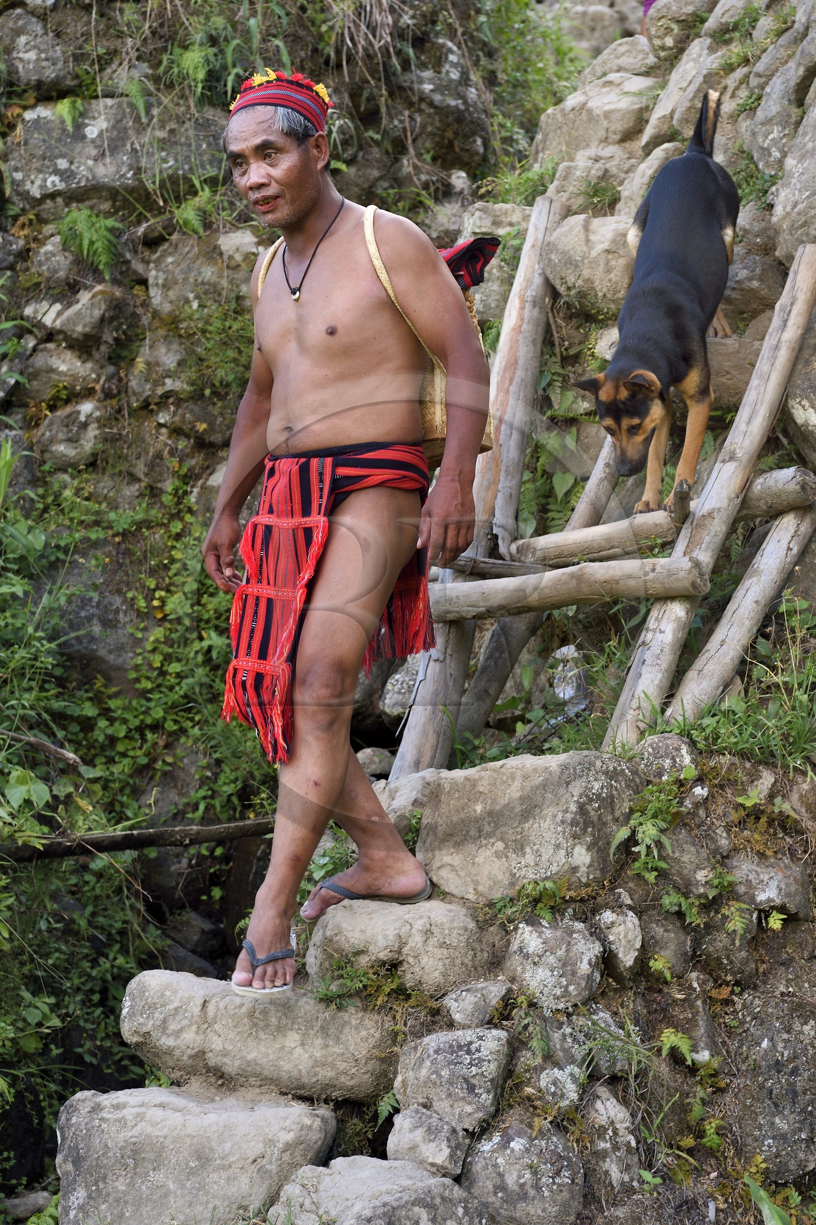 Philippines, province d'Ifugao, les rizières en terrasses de Banaue autour du village de Batad, classées Patrimoine Mondial de l'UNESCO, le guide Adolpho revetu du costume traditionnel Ifugao