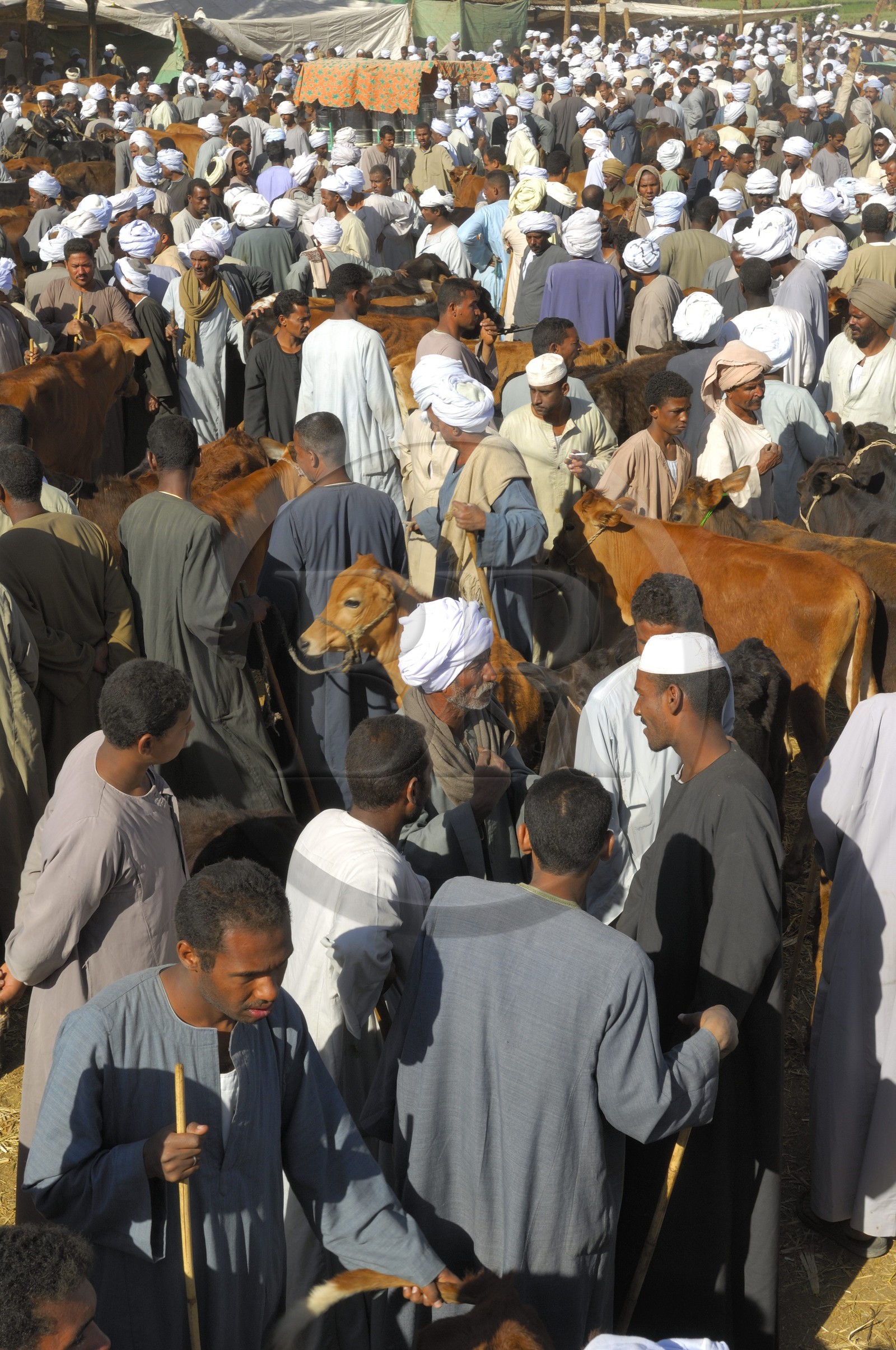 Egypte, Haute Egypte, Daraw au nord d'Assouan, marché aux vaches
