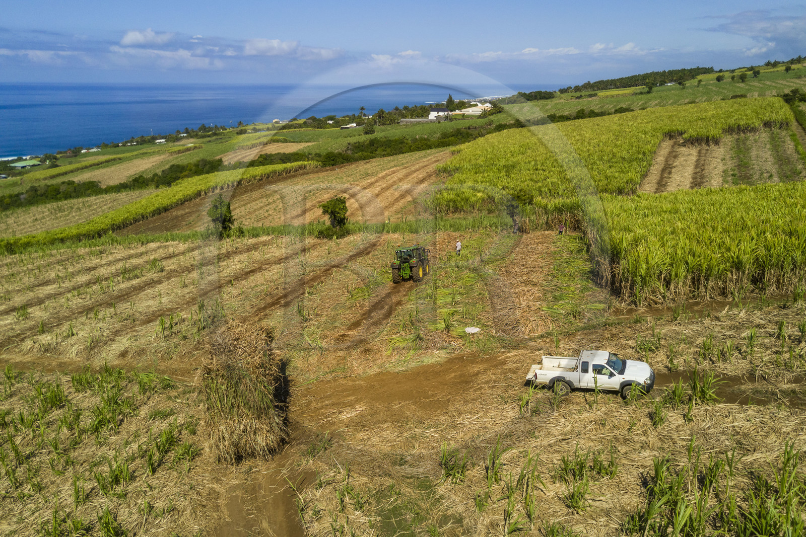 France, Ile de la Reunion, Petite-Ile, coupe et récolte de la canne à sucre (vue aérienne)