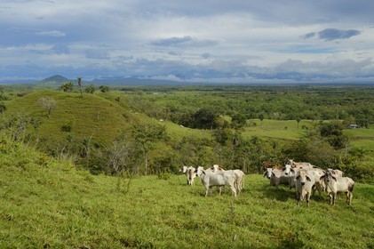 Panama, province de Chiriqui, la plaine agricole à Boca Chica, troupeau de vaches