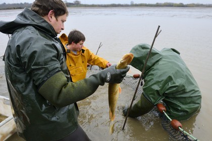 France, Indre (36), le Berry, parc naturel régional de la Brenne, étangs Foucault, vidange d'un étang de peche et récolte des poissons à la main dans un filet, brochet (Esox lucius)