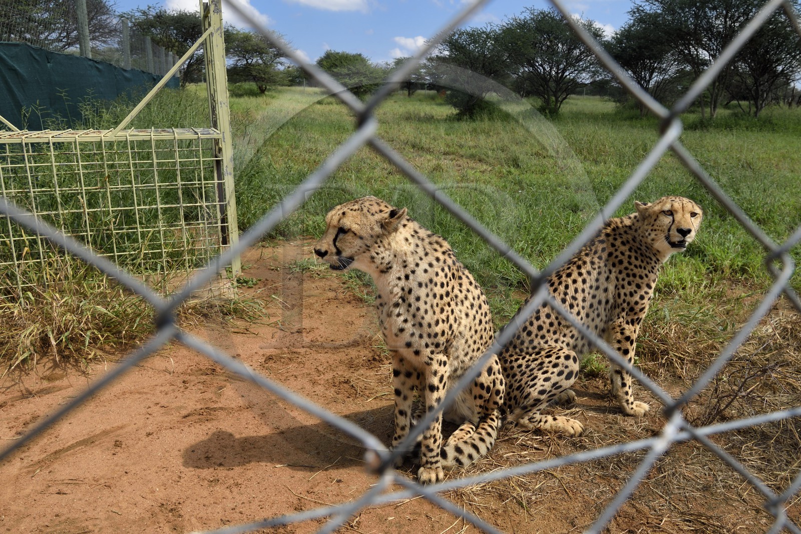 Namibie, Otjiwarongo, Cheetah Conservation Fund, centre de recherche et d'éducation, guépards (Acinonyx jubatus) en captivité temporaire et destinés à être relachés dans le bush