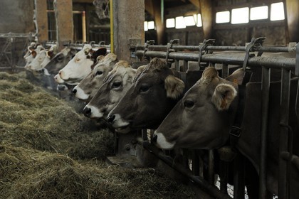 France, Haut Rhin, scenic road of la route des Cretes, Rural Inn Marcaire du Grand Hetre, cows in their shed