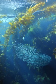 Etats-Unis, Californie, Monterey, le Monterey Bay Aquarium dans Cannery Row