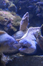 Principauté de Monaco, Monaco, le musée océanographique, murènes de Méditerranée