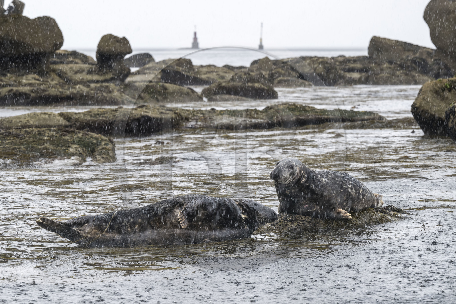 France, Finistère (29), Penmarch, archipel des Étocs, phoque gris (halichoerus grypus)