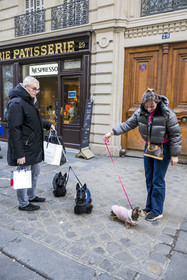 France, Paris (75), quartier du Marais, promenade des chiens rue des Francs Bourgeois