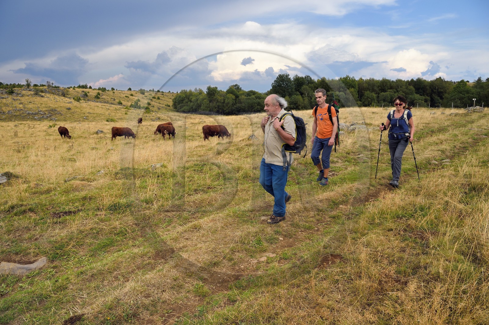 France, Cantal, Parc Naturel Régional des Volcans d'Auvergne (regional nature park of Auvergne volcanoes), Chastel-sur-Murat plateau, hikers on the Way of St. James to Santiago de Compostela by Via Arverna