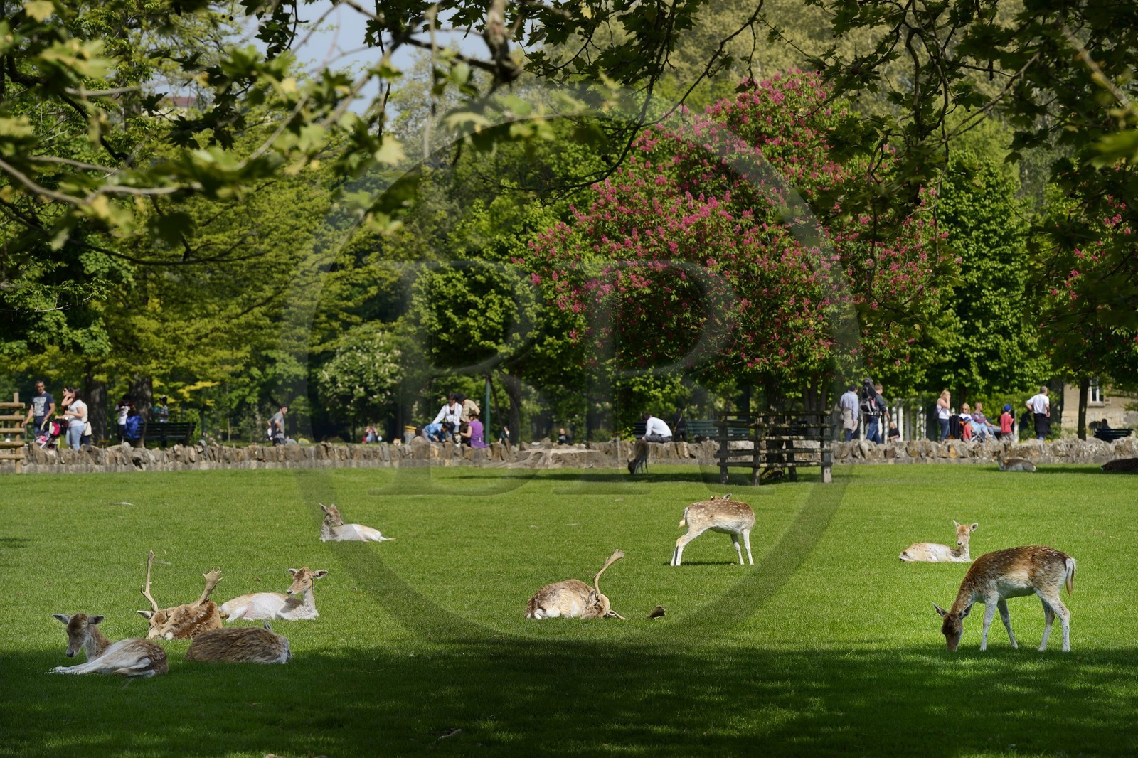 France, Rhone, Lyon, Parc de la Tete d'Or (Tete d'Or park), the deer park