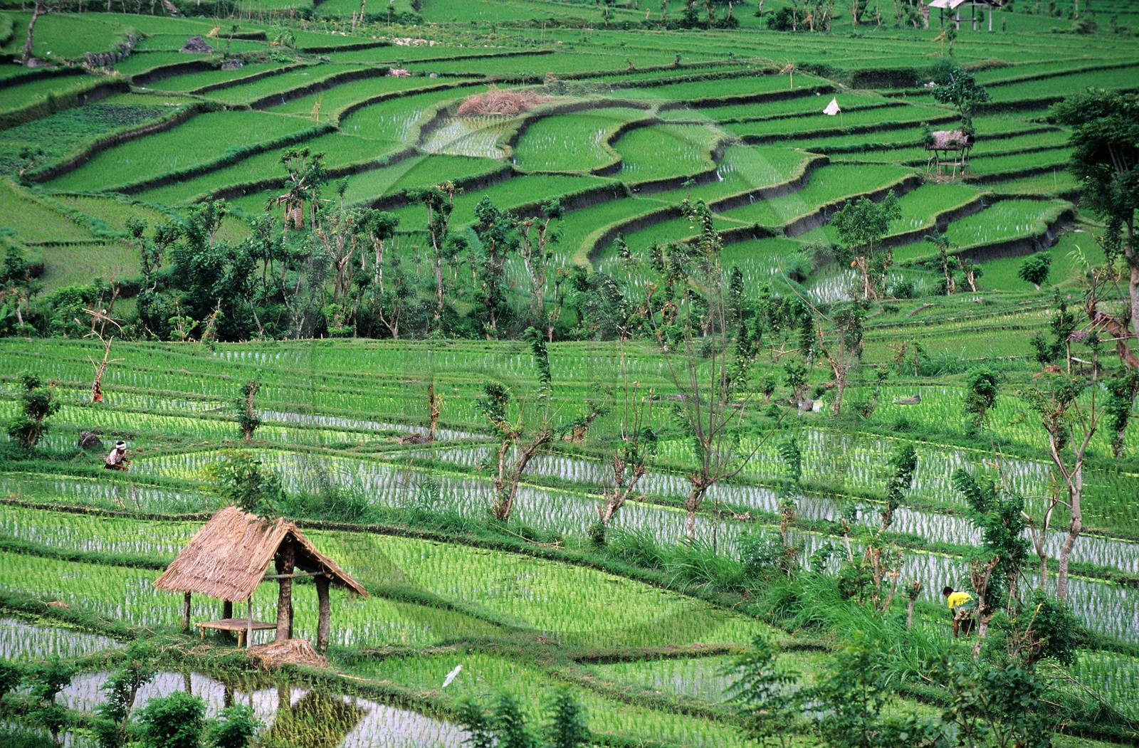 Indonésie, île de Bali, rizières en terrasses dans la région de Tirtagangga