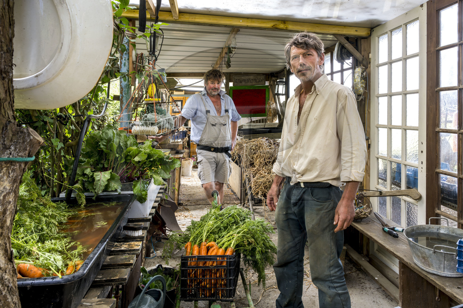 France, Morbihan, Groix Island, Kerdurand, the Gardens of Kerdu, large organic market garden by Erwan (left) and Gael (right) Leclercq