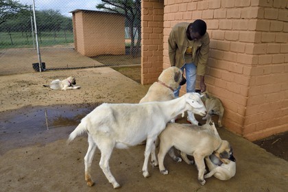 Namibie, Otjiwarongo, Cheetah Conservation Fund, centre de recherche et d'éducation, le Livestock Guarding Dog Program (programme chien de garde du bétail) du CCF a été très efficace pour réduire les taux de prédation et ainsi aussi l'inclinaison des agriculteurs à piéger ou tirer sur des guépards, élevage de chien Berger d'Anatolie aussi connu sous le nom de Kangal