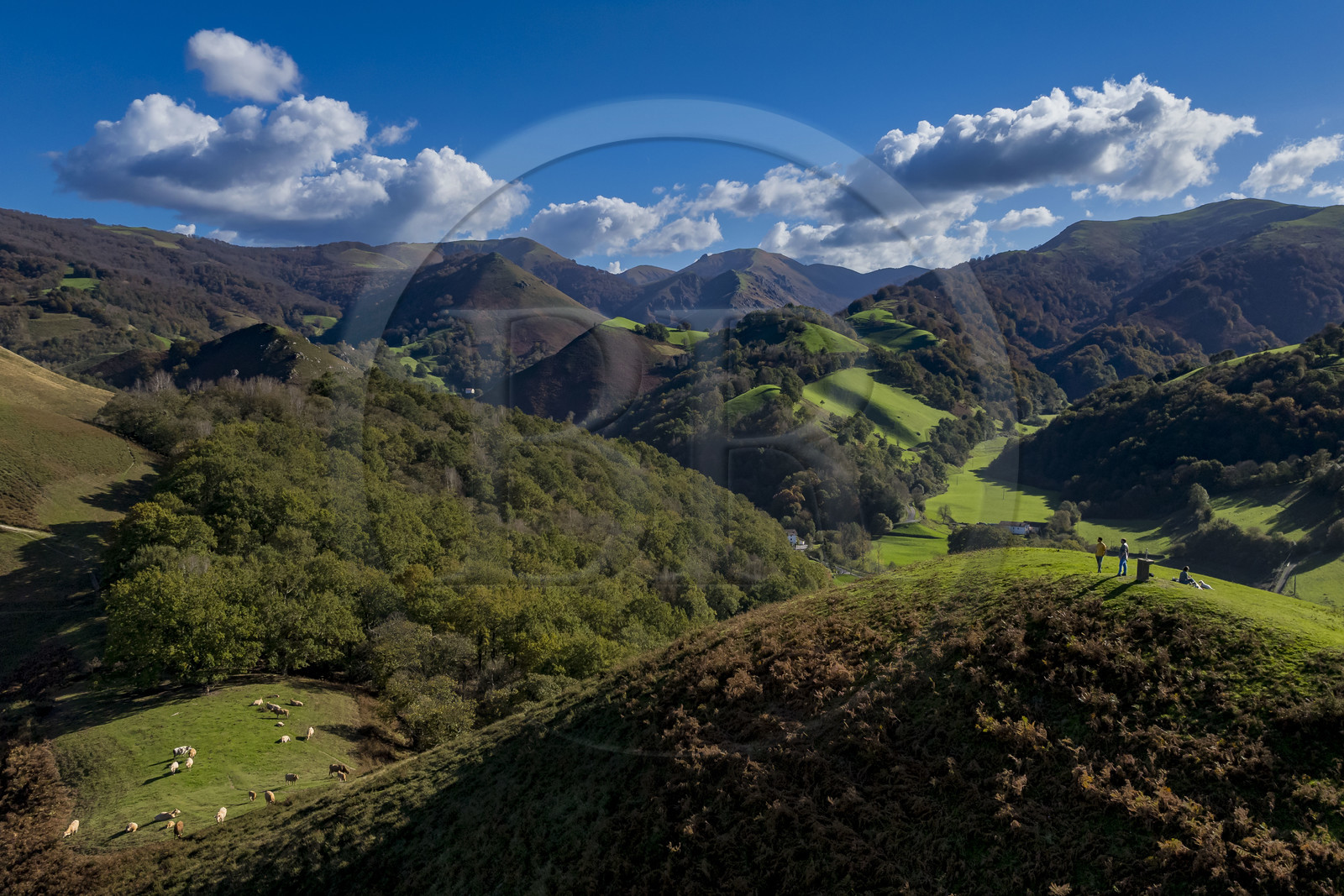 France, Pyrénées-Atlantiques (64), Pays-Basque, la vallée des Aldudes, vaches au sommet de la colline d’Elizamendi au dessus d'Urepel, le Kintoa (le pays Quint) au sud de la vallée à cheval de la frontière espagnole en arrière plan (vue aérienne)