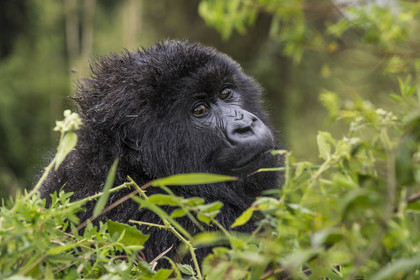 Rwanda, Province du Nord, Parc National des Volcans dans la chaine des Monts Virunga, mont Karisimbi, gorille des montagnes (Gorilla beringei beringei) du groupe Susa
