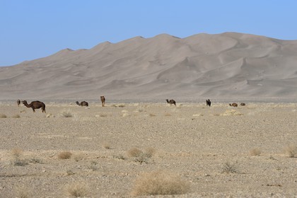 Iran, Province de Yazd, désert du Dasht-e Kavir, Moghestan, dromadaires au pied du massif dunaire dont la plus haute dune atteint les 200 mètres