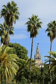 Spain, Andalusia, Seville, the Giralda, former minaret almohade of the great Mosque reconverted into the bell tower of the cathedral, listed as World Heritage by UNESCO