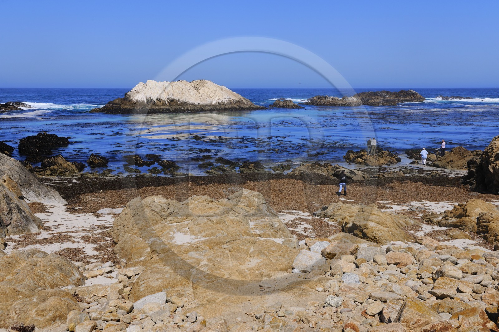 Etats-Unis, Californie, 17 mile drive, Bird Rock à Spanish Bay