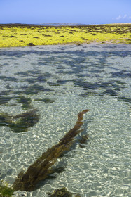 France, Finistère (29), Mer d'Iroise, archipel de Molène, Ile de Quéménès, algue verte et goémon noir sur l'estran à marée basse