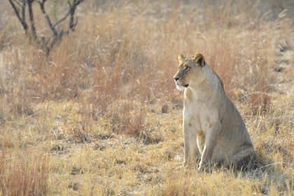 Zimbabwe, Midlands Province, Gweru, Antelope Park home to ALERT (African Lion and Environmental Research Trust), Zone 2, one of four young lioness (Panthera leo), which will be relinquished by a pride in a national park to repopulate