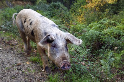 France, Corse-du-Sud (2A), Vallée du Prunelli, Bastelica, cochon Duroc laissés en liberté
